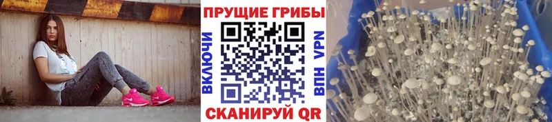 Псилоцибиновые грибы GOLDEN TEACHER  купить наркоту  Ладушкин 